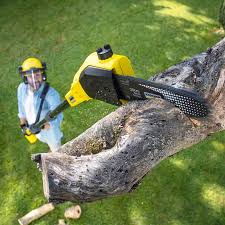 Best Arborist Consultation Services  in Wauconda, IL